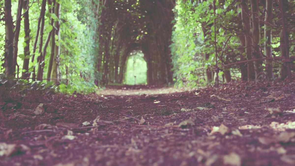 2025上映电视剧排名