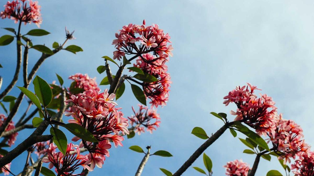 集美大学投档线2025