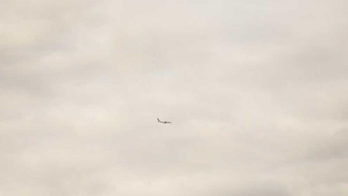 苹果怎么下载多多喝茶app