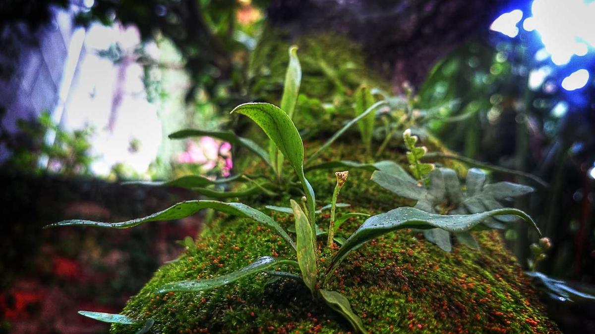 商丘职业技术学院是什么类别的学校