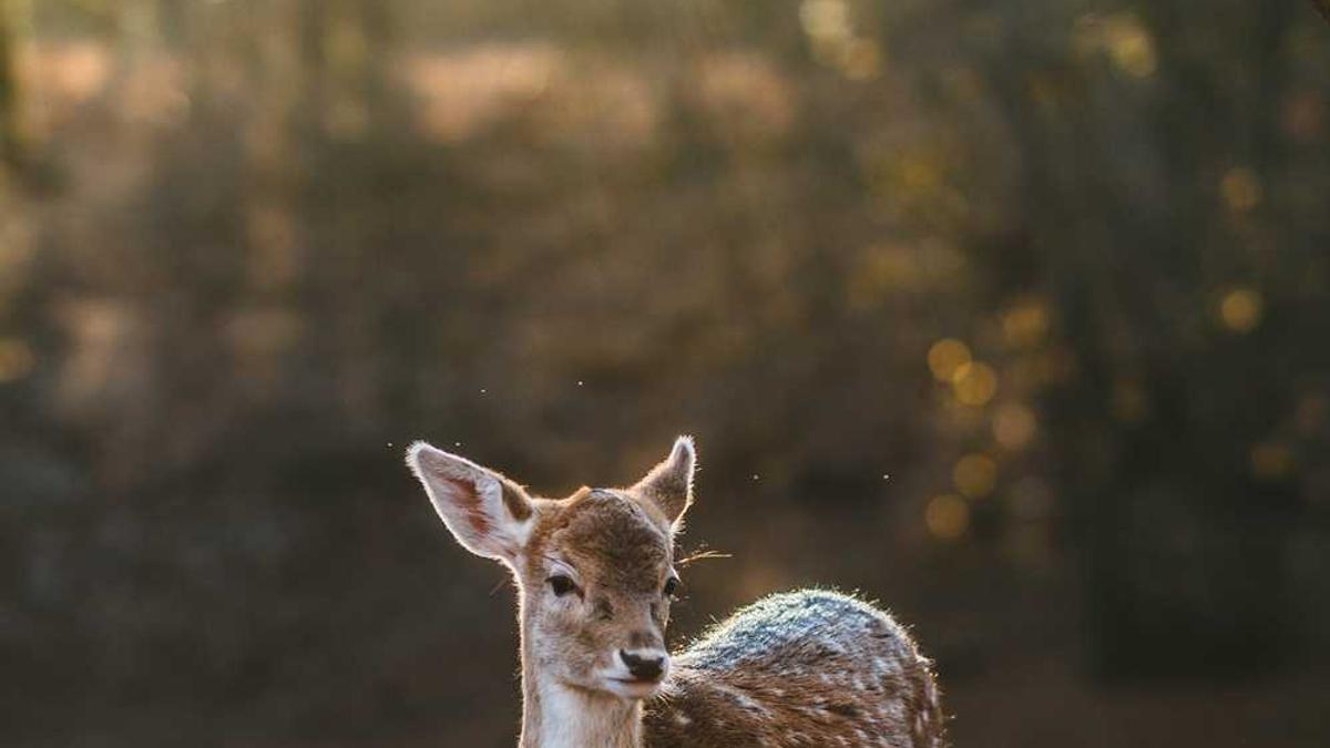 聚焦县区两会 | 侯博:加快商丘古城复兴 打造群众幸福高地