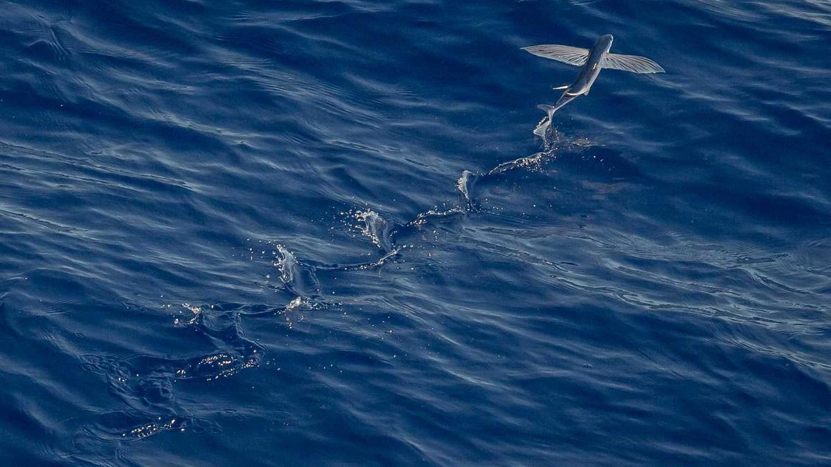 普洱茶的功效与作用:普洱茶有哪些禁忌?