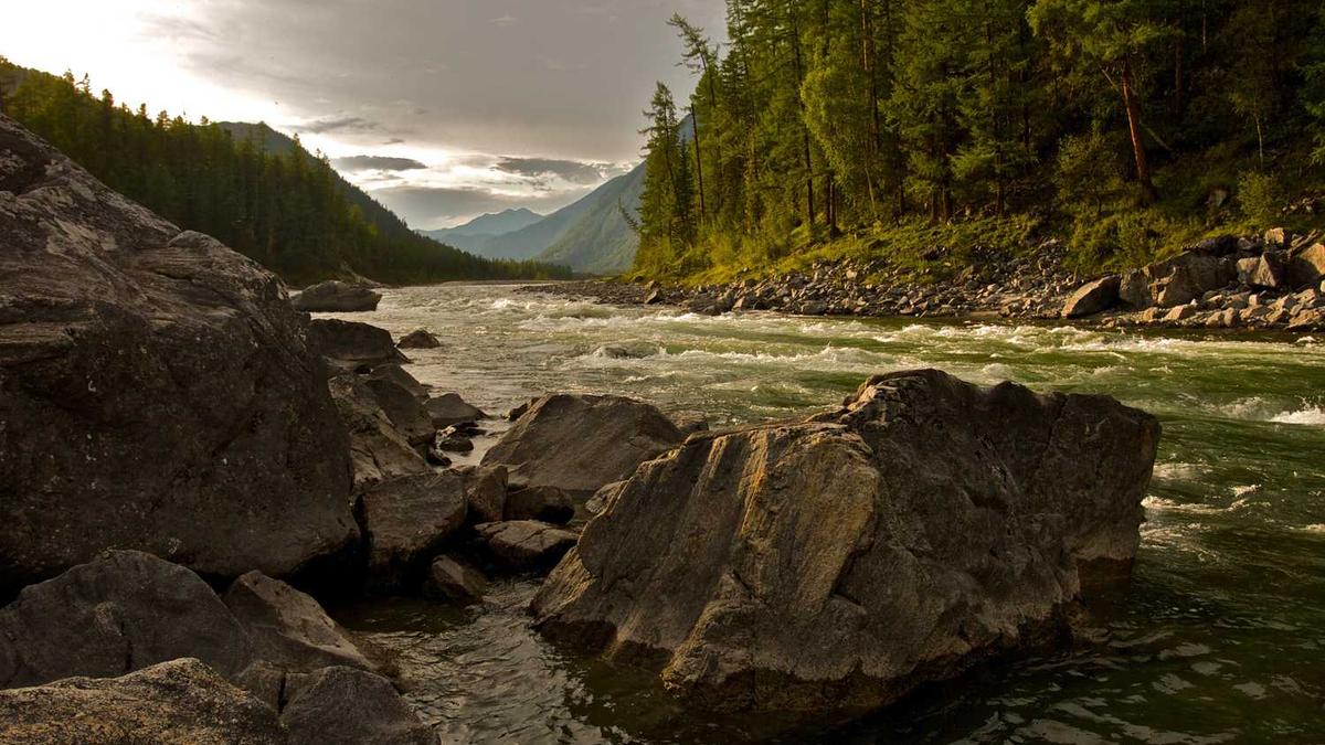 池州市林业局四级调研员有多少人